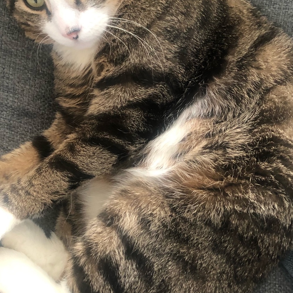 Meet your Posher, Elise